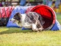 Das 26. Grönauer Agility-Wochenende steht vor der Tür!