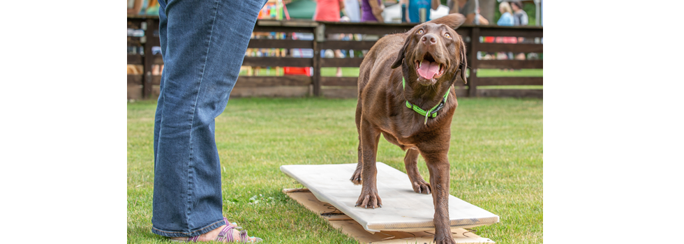 Familienhundausbildung