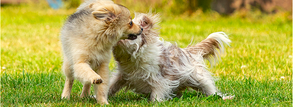 Anmeldung Welpenstunde