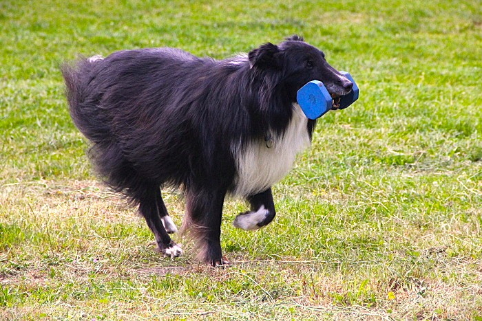 Gaaanz viel Obedience…