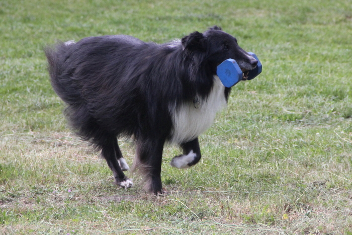Gaaanz viel Obedience…