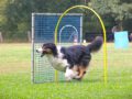 Hoopers intensiv…